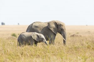Elephant mother with baby elephant in Africa