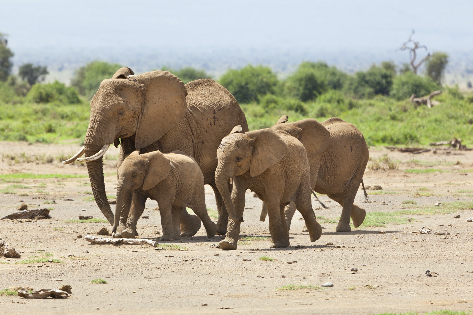 Elephant Family in Kenya